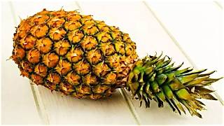 Pine Apple Big