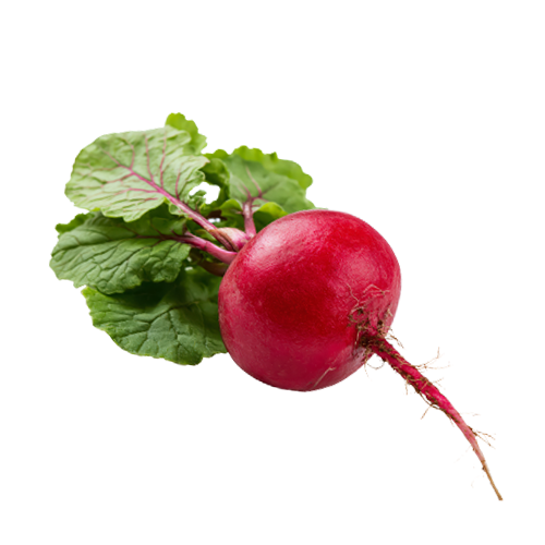 Beet Root